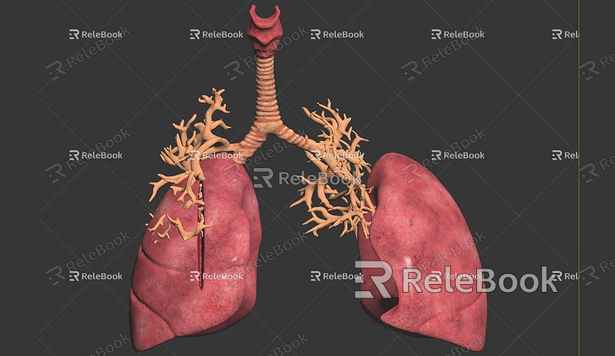 How to Make a 3D Model of the Lungs-2