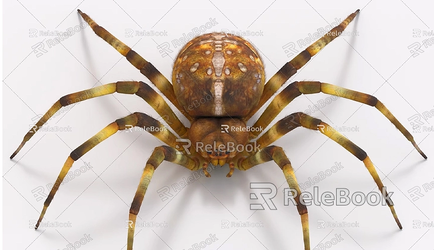 How to Make a 3D Spider Model