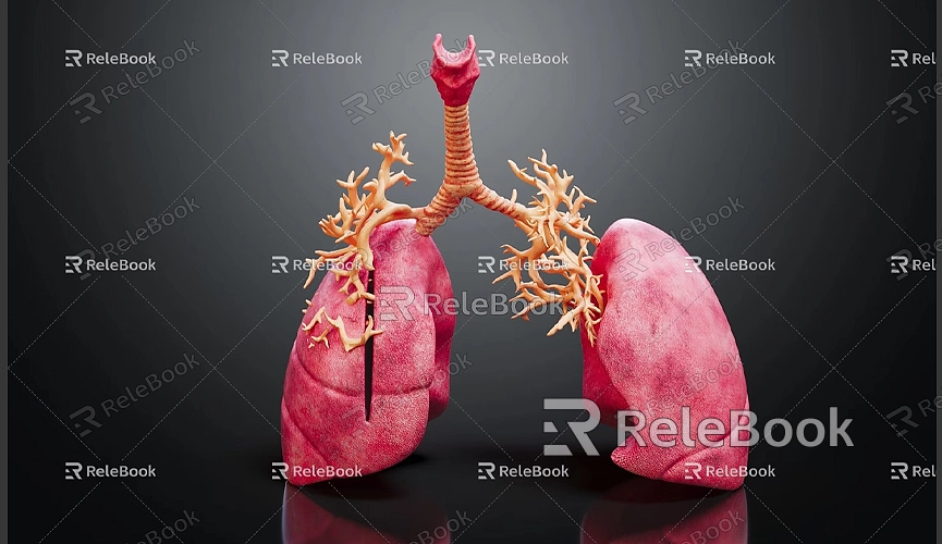 How to Make a 3D Model of the Lungs